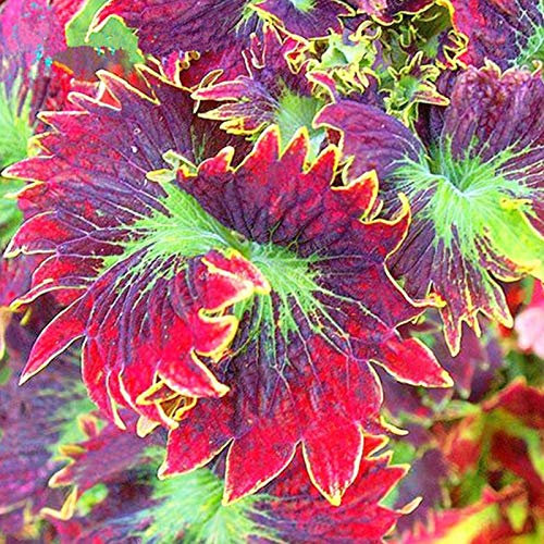 puran Lot de 100 graines de coleus faciles à survivre, embellissement coloré, graines de bonsaï vivaces pour la maison, la cour, pour faire pousser vos propres pots – Graines de coleus