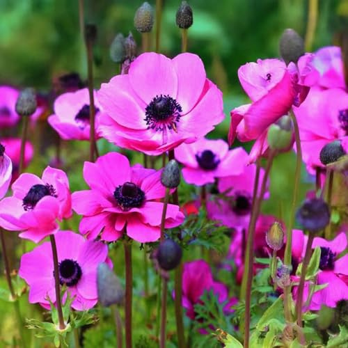 10 bulbes de Anemone coronaria 'Sylphide' | Circonférence 7/8 cm | Bulbes provenant des meilleurs producteurs néerlandais | Sélection exclusive et contrôle qualité | Floraison garantie.