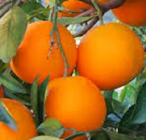 PianteWeb pw-arancio-navel-fitocella