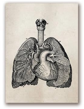 1 St Mänsklig Anatomi Vetenskap Vintage Affischer Konsttryck Medicinsk Dukmålning Läkare Klinik Väggbilder Dekor(PH619,30x40 cm No Frame)