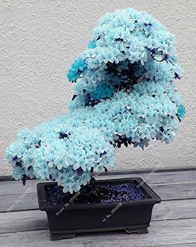 Graines rares de Sakura bleu ciel Graines de fleurs de bonsaï Plantes de bonsaï Graines de fleurs de cerisier Arbre à fleurs de cerisier pour la maison et le jardin Paquet de 100 graines