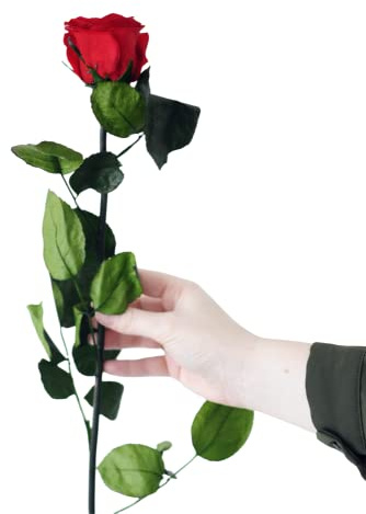 Juli Rosa Infinity blommor med stjälk - Röd - Premium