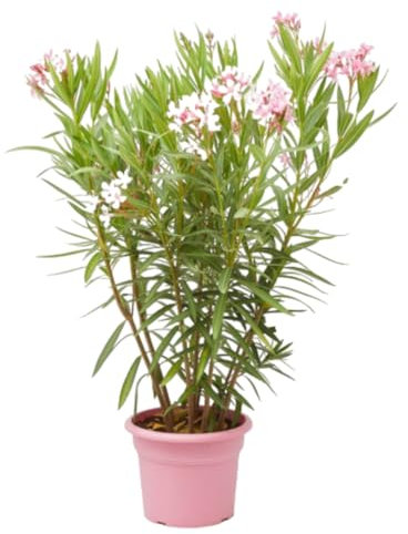 Verdecora Adelfa | Nerium Oleander | Laurel de flor, Trinitaria | Planta Arbusto Natural de exterior con flor | Surtido variado colores Rojo, Rosa o Blanco (Maceta 5L)