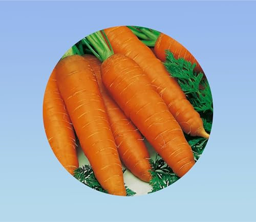 100 graines de carotte automne hiver king 2 - -Idéal cuisine et stockage - Racines levées tardives - Variété large et très apprécié