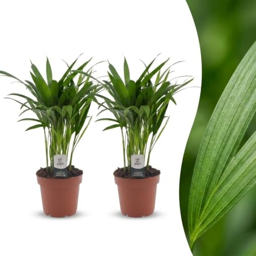 Areca Lutescens – Guldpalm – 2 plantor - 35-45cm - Ø12cm