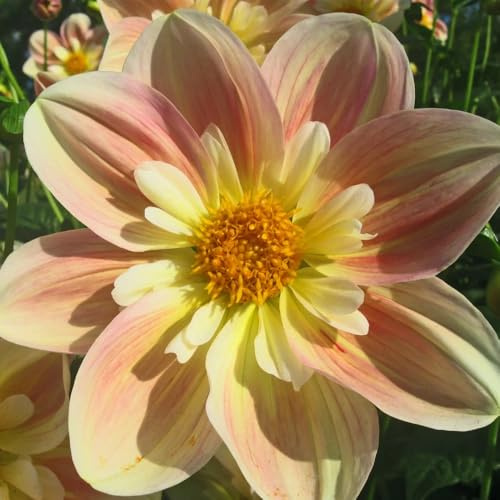 10zwiebeln dahlien, deko dahlien kaufen blumenzwiebeln winterhart garten balkon herbstblumen