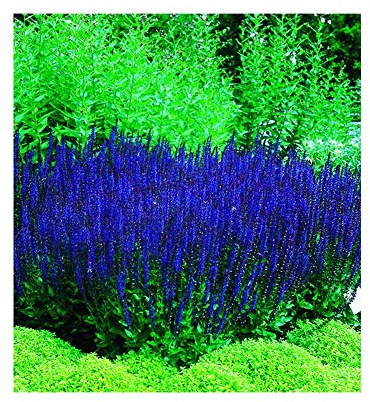 Park Seed Blue Queen Salvia Seeds, Deep Blue Bloom Spikes for Pollinators, Dwarf Perennial with Vertical Form and Drought Tolerance, Pack of 50