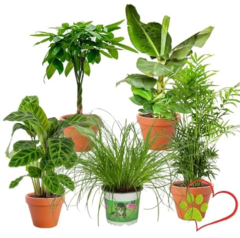 Lot de 5 plantes “Pet Friendly”, +/- 30–60 cm, ø 12–15 cm pot, Palmier d’intérieur, Bananier, Palmier Areca, Arbre à monnaie, Calathea, non toxique & sans danger pour les animaux