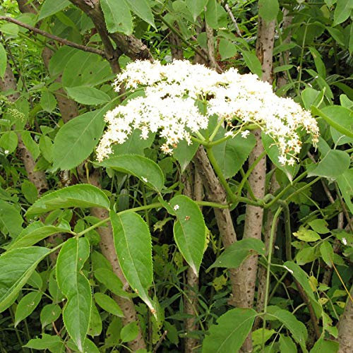 Schwarzer Holunder - Sambucus Nigra - 50-60 cm Topf - Beerenpflanze mit cremeweißen Blütendolden
