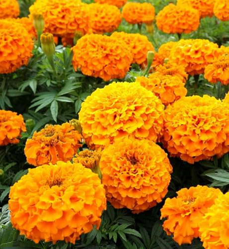 Carbeth Plants Marigold African Orange 6 Pack Bedding Plants