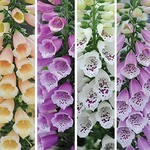 Digitalis ‘Dalmatian Mixed’ 24 Foxglove Plug Plants – Hardy Biennial – Mixed Colour Spires – Wildlife Friendly Cottage Garden Flowers – Ideal for Borders & Woodland Planting by Thompson & Morgan