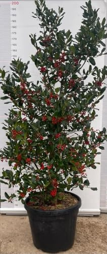 PIANTA DI AGRIFOGLIO MUTCHAGARA NELLY Compatible with STEVENS VASO CLT 25 H.150/175 (foto reali)