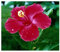 Hibiscus cannabinus - Kenaf - 10 graines
