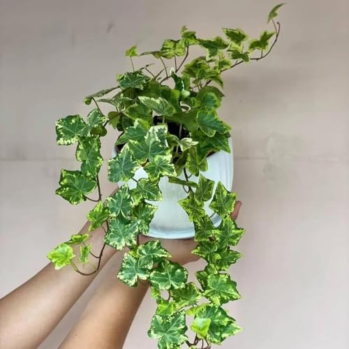 Semillas de hiedra de rápido crecimiento - Ivy Vines - Las de balcón son perennes resistentes de hiedra, resistentes al exterior colgantes, 250pcs