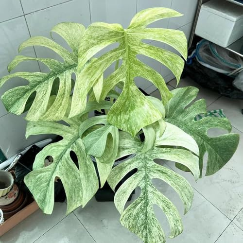 20 piezas semillas resistentes de monstera semillas jardín de exóticas decorativas balcón jardín