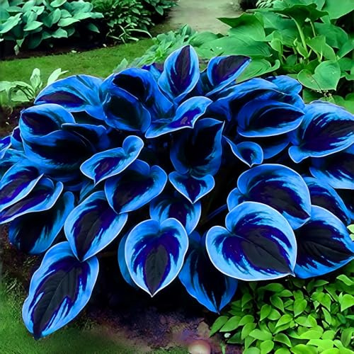 Schön MehrjäHrige, Farbenfrohe Funkien-Rhizom In GroßPackungen, Hosta, Fachgerecht Gepflanzt, GartenverschöNerung-4 Rhizom-H