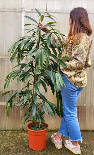 POWERS TO FLOWERS - FICUS ALII, AMSTEL KING, altezza 160cm, pianta vera