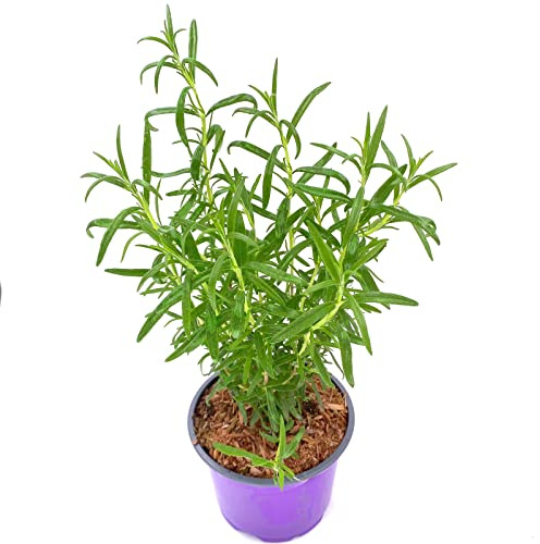 Rosmarin Rosmarius officinalis plantas hierbas 2 unidades.