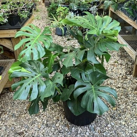 80 graines de plantes Monstera