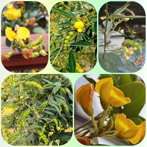 Semillas de frijol arbustivo orgánico, regalos para jardineros semillas de frijol emillas de verano 50pcs