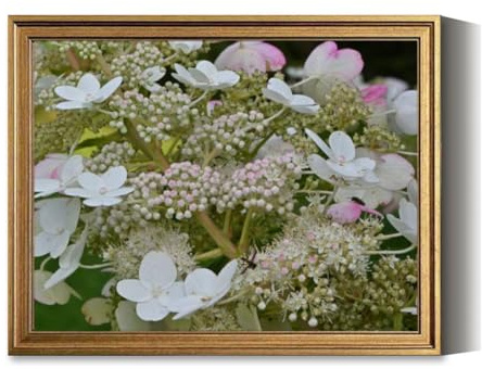 Vintage Framed Wall Art Panicled hydrangea close up Canvas Paintings Wall Decor Pictures Posters Prints for Living Room Bathroom Bedroom Kitchen Artwork