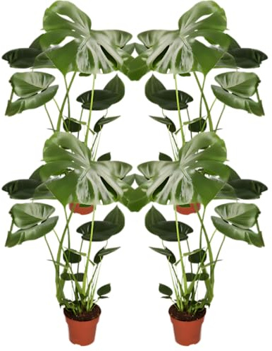 Monstera deliciosa | 4er-Set | Fensterblatt | ca. 55-70 cm | ø 12-15 cm Topf | Pflegeleichte Zimmerpflanzen für Wohnung und Büro | Qualität vom Pflanzen Profi | Ideale Raumbegrünung