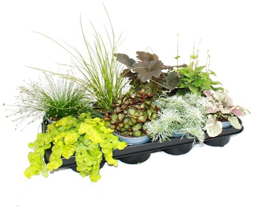 Bunte Herbst-Stauden Mischung Herbstzauber - 8 verschiedene winterharte Stauden