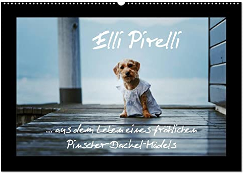 Elli Pirelli... aus dem Leben eines fröhlichen Pinscher-Dackel-Mädels (Wandkalender 2026 DIN A2 quer), CALVENDO Monatskalender (CALVENDO Tiere)
