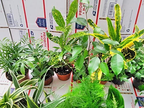 Terrarium & Fairy Garden Plants - 3 Plants in 4 Pots Unique-jmbamboo