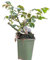 Rosal Arbustivo Rosa Florido Planta Ornamental con Rosas Naturales