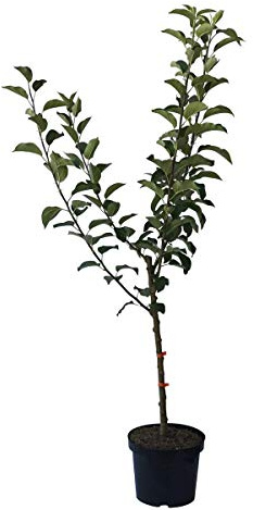 Familienbaum -S 2- Vierling Apfelbaum: James Grieve, Alkmene, Cox, Melrose 7,5 Liter Topf Unterlage M7