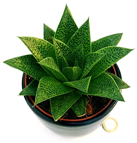 POWERS TO FLOWERS - CACTUS GASTERIA TIGA IN VASO CERAMICA NERO A RIGHE, pianta vera