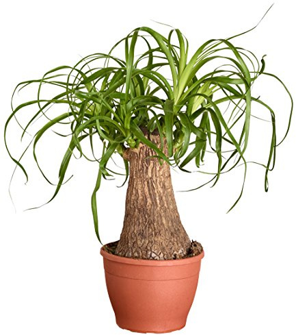 Dehner Elefantenfuß, einstämmig, ca. 30-35 cm, Ø Topf 12 cm | Beaucarnea recurvata, baumförmige Zimmerpflanze, pflegeleicht, für sonnige bis halbschattige Standorte