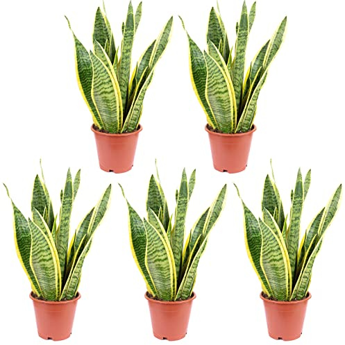 5x Bogenhanf, pflegeleichte Zimmerpflanze, Sansevieria trifasciata Laurentii - Höhe ca. 35 cm, Topf-Ø 12 cm