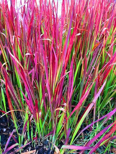 6 x Imperata cyl. 'Red Baron' - Blutgras Red Baron - Topf 9 x 9cm
