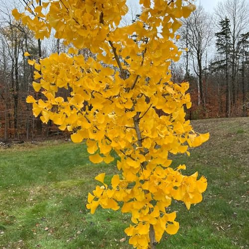 ginkobaum, ginkgo exotische winterfeste balkon ginko bio obstbäume kaufen obstbäume bonsai spalierobst geschenke für gartenliebhaber anzucht grünpflanzen zimmerpflanzen hecken 25samen