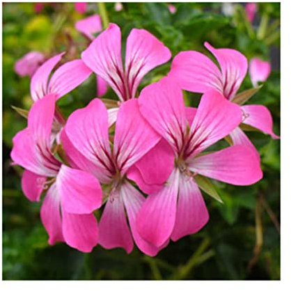 Trailing Geranium Decora Bicolor - 6 Starter Plants -Geraniums .Fantastic for Hanging Baskets, Plug Plants. Glam up Your Garden. Summer is here!