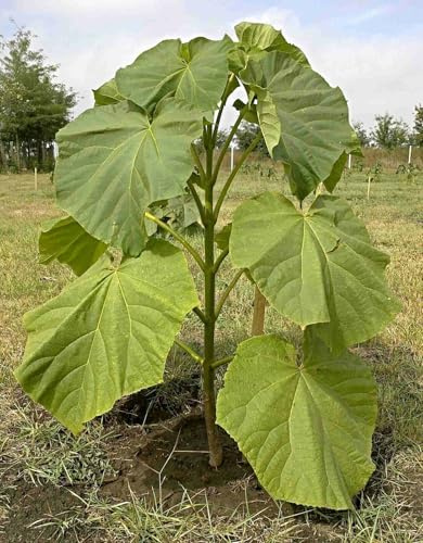 EXTRA CLEAN Paulownia Elongata Samen, Blauglockenbaum, Kiri Baum (100 Samen)