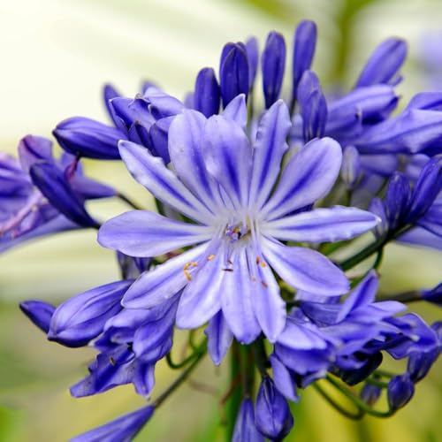 25 piezas semillas de agapanto - semillas exóticas, pradera lirio africano para exterior silvestres resistentes