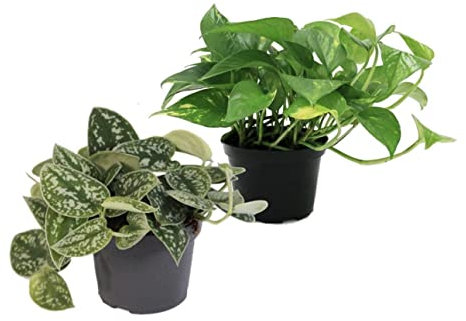 Set of 2 Different Devils Ivy Plants - Satin Pothos Scindapsus pictus argyreus and Golden pothos Epipremnum aureus in 12cm pots
