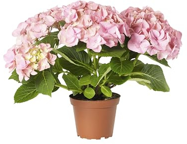 Pink Hydrangea Plant – Hortensia Rosa Natural y Viva Perfecta Para el Jardín o la Terraza