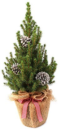 Zuckerhutfichte Picea glauca Conica 40-50 cm Topf winterhart geschmückt | Festliche Dekoration, Jute-Topf mit Schleife, 3 weiße Zapfen, immergrün, pflegeleicht, für Balkon und Terrasse