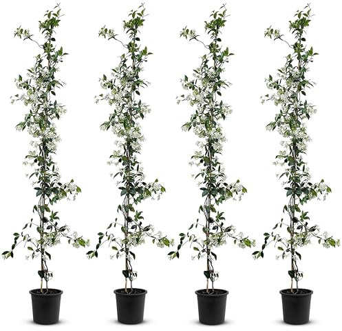 Tropictrees - Trachelospermum Jasminoides - 170cm - Winterhart - Sternjasmin - toskanischer Jasmin -Weiß - 4 pcs