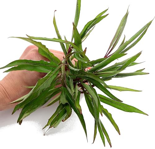 K2AQUA Hygrophila Siamensis Live Aquarium Plant Large Stem Freshwater Tropical Easy Care Low Maintenance Background