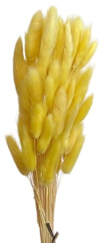 Aniyan 50 Stück Kaninchenschwanzgras Getrocknet Trockenblumen, Flauschige Bunny Tails Strauß, Lagurus Trockenblumen Deko für Vase Hochzeit Boho Wohnzimmer Tischdeko (Gelb)