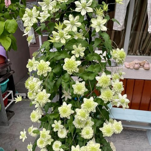 bulbi resistenti di clematide - aiuole rialzate giardino tappezzante rampicanti 5pcs