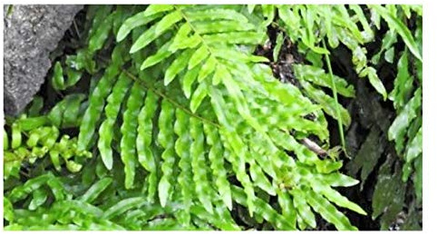 Pcs - 10x Blechnum Minus Fern Wasserfarn Garden Plants - Seeds B796 & Plants Shop by Ipsa