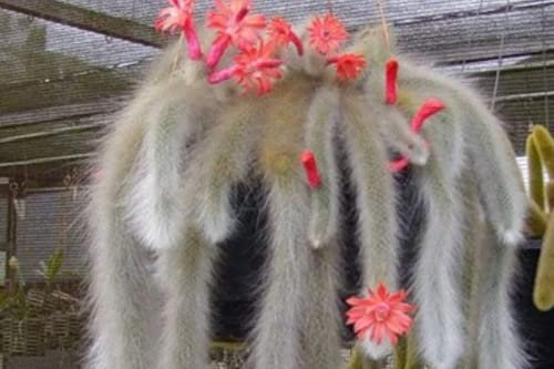 Monkey Tail Cactus Seeds | Cleistocactus Colademononis | 20+ Seeds