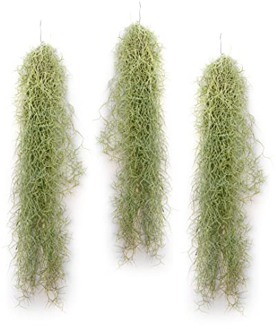 PlanDAIRE – Air Plant Tillandsien Usneoides – älvhår vitt – hängande tillandsia – hängande växt – hängande dekoration – luftväxter hängande – älvhår vit – växt utan jord (3, 20–30 cm)