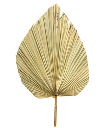 Décoration de Feuilles de Palmier séchées - Éventail de Fleurs séchées pour Mariage - Décoration de Feuilles de Palmier Tropicales pour décoration de Cuisine, fête à la Maison, Fleurs de